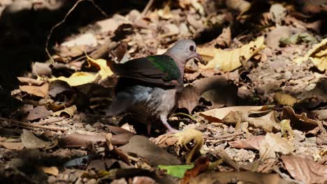 Visto-En-El-Suelo-Levantando-Su-Ala-Y-Luego-Mueve-La-Derecha-Para-Irse,-Paloma-Esmeralda-Asiática-Chalcophaps-Indica,-Tailandia