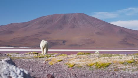 Llama-grazing-with-striking-pink-lake-and-brown-volcano-in-Bolivia,-under-clear-skies