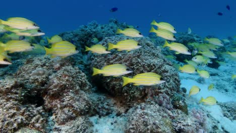 Das-Filmmaterial-Zeigt-Einen-Schwarm-Blaugestreifter-Schnapper-In-Den-Gewässern-Rund-Um-Die-Mauritius-Inseln,-Das-Konzept-Der-Marinen-Artenvielfalt-Und-Die-Schönheit-Der-Unterwasser-Ökosysteme