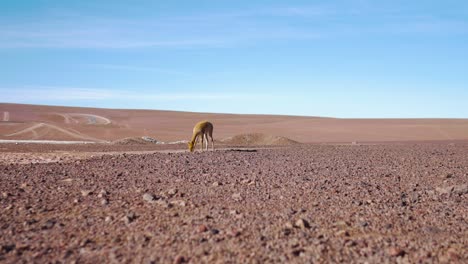 Vicuña-Foraging-In-Barren-Land-In-Bolivia