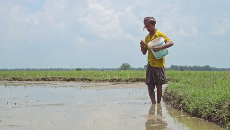 On-a-sunny-day,-one-male-farmer-spreading-paddy-seeds-by-hand-in-the-cultivated-land,-slow-motion-sowing