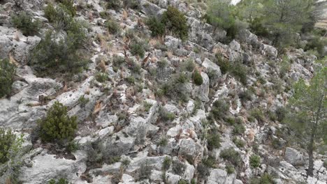 Herd-of-iberian-ibex-running-through-the-mountains