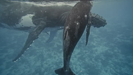 Humpback-whale-calf-swims-above-head-of-parent-in-shallow-water-in-Tonga