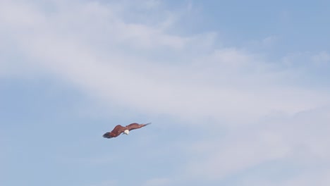 Brahminy-kite-Bird-Flying-In-Bali-Zoo,-Indonesia---Tracking-Shot