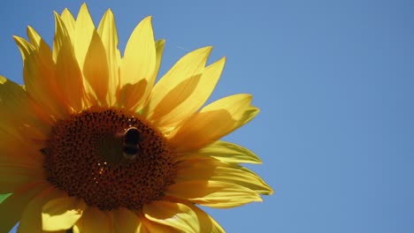 Bumblebee-pollinator-leaving-shaded-sunflower-on-sunny-day