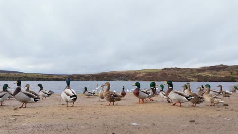 Wild-ducks-on-the-bank-of-a-large-lake-on-the-Yorkshire-Moors-England