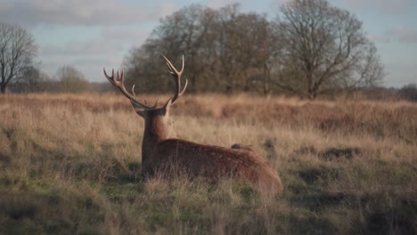 Un-Ciervo-Relajándose-Tumbado-En-La-Hierba-En-Una-Brillante-Y-Fría-Tarde-De-Invierno-En-Richmond-Park,-Reino-Unido