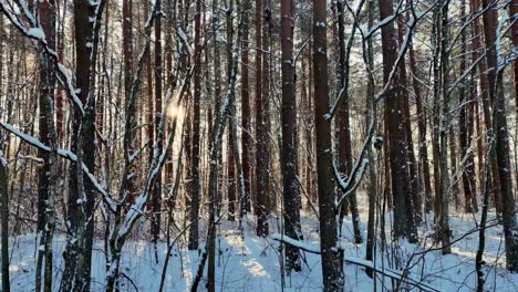 Truck-dolly-right-shot-of-forest-in-winter,-the-sun-is-visible-through-the-trees-on-a-beautiful-winter-day