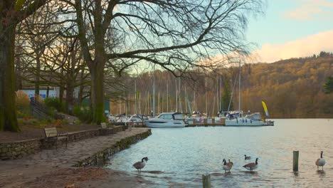 Schwenkaufnahme-Des-Lake-Windermere-Mit-Enten-Und-Booten-Im-See-Von-Bowness-on-Windermere-Tagsüber-In-England