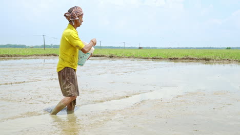 Un-Agricultor-Indio-Sembrando-Granos-De-Arroz-Con-La-Mano-En-Todas-Las-Tierras-De-Cultivo