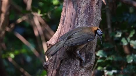 Encaramado-En-El-Costado-Del-Tronco-Del-árbol-Mirando-Hacia-La-Derecha-Mientras-Ajusta-Su-Posición,-Mayor-Tordo-Risueño-De-Collar-Pterorhinus-Pectoralis,-Tailandia