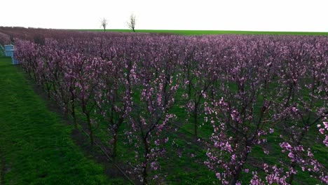Blühende-Aprikosenbäume-Im-Obstgarten-Bei-Sonnenuntergang