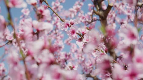 Close-up-shot-of-beautiful-peach-tree-flowers-blossom-on-a-sunny-spring-day-against-blue-sky-bokeh