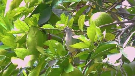 Pájaro-En-La-Rama-De-Un-árbol-Junto-A-La-Fruta-Se-Va-Volando,-Parque-Nacional-Natural-Los-Nevados,-Colombia