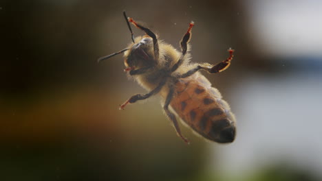 Abeja-Respirando-Con-Abdomen,-Primer-Plano-Macro-Detalle