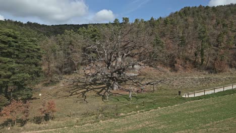 Aerial-panoramic-landscape-of-ancient-oak-tree-in-mediterranean-European-fields-Senyora-Sant-Boi-Llucanes-in-Catalonia-Spain-green-forest-with-trees-and-daylight-skyline