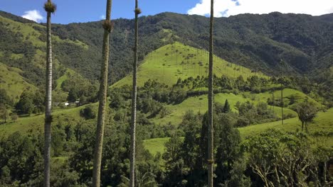 Beautiful-drone-shot-of-palmtrees-in-the-mountains-of-Valle-de-Cocora-in-Colombia