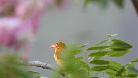 Patiently-waiting-for-its-meal,-a-saffron-finch-Sicalis-flaveola-is-perching-on-a-tiny-twig-of-a-tree-in-a-forest-located-in-Santa-Marta,-Colombia