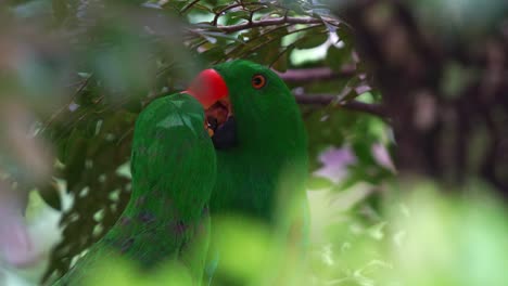 Two-moluccan-eclectus,-eclectus-roratus-perching-on-branch-in-the-forest-under-lush-tree-canopy,-close-up-shot-of-an-exotic-parrot-species