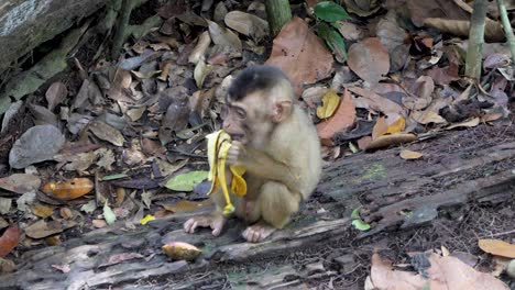 Cute-baby-Pigtail-Macaque-sitting-enjoy-the-delights-of-banana-fruit