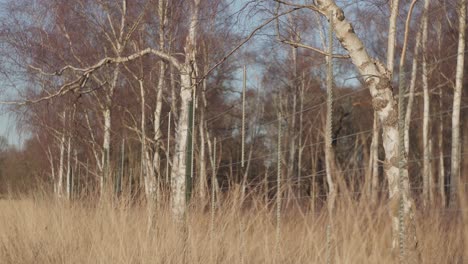 A-treeline-of-birch-and-a-man-approaching-to-inspect-on-a-bright-cold-winter-afternoon-in-Richmond-Park,-United-Kingdom