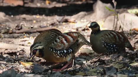 Tres-Individuos-Vistos-Forrajeando-Juntos-En-El-Suelo-Del-Bosque,-Perdiz-Arborophila-Brunneopectus,-Tailandia