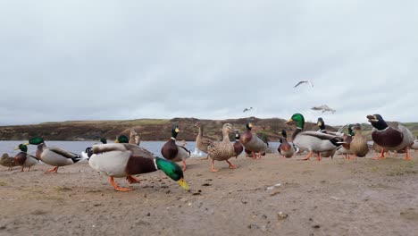 Patos-Salvajes-En-La-Orilla-De-Un-Gran-Lago-En-Los-Páramos-De-Yorkshire-Inglaterra