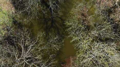 Overhead-view-of-Bell-Slough-Wildlife-area-with-tree-reflections-in-water,-daytime