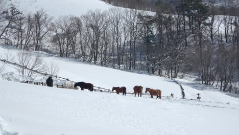 Herd-of-Horses-in-a-Pasture-in-Winter-Snow-Capped-Daegwallyeong-Sky-Ranch,-South-Korea---high-angle