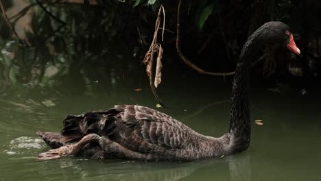 Cisne-Negro-Flotando-En-El-Lago.-Primer-Plano,-Tiro-De-Seguimiento