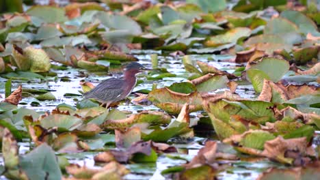 A-green-heron-flaps-its-wings-as-it-walks-along-lily-pads-in-a-wetland-area