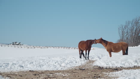 Caballos-Besándose-En-El-Campo-De-Nieve