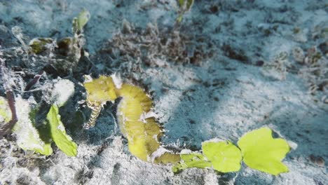 Unterwasseransicht-Eines-Gelben-Seepferdchens-In-Busuanga,-Palawan,-Mit-Meerespflanzen