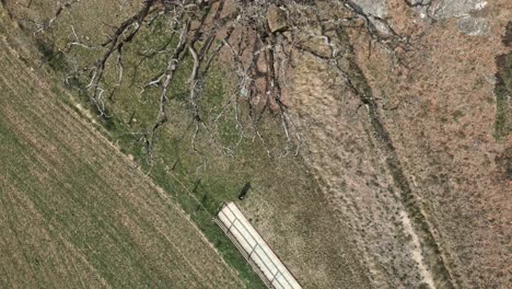 Aerial-drone-fly-top-down-ancient-oak-tree,-mediterranean-autumn-fields-Europe-countryside-old-dry-branches,-Roure-de-la-Senyora