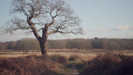 A-lonesome-tree-surrounded-by-foliage-beside-a-pathway-on-a-bright-cold-winter-afternoon-in-Richmond-Park,-United-Kingdom
