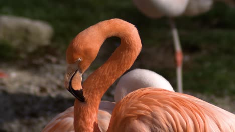 flamingo-close-up-super-slow-motion