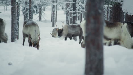 Reindeer-herd-walking-past-the-camera-in-a-snowy-forest-in-Finnish-Lapland