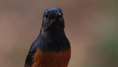 Geneigter-Kopf,-Dann-Nach-Rechts-Gerichtet,-Weißbürzel-Shama-Copsychus-Malabaricus,-Thailand