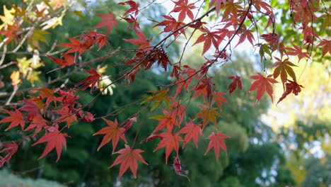 Die-Ahornbäume-In-Japan-Sind-Wahre-Schönheiten,-Die-In-Jedem-Park-Zu-Finden-Sind-Und-Dem-Garten-Ihr-Besonderes-Design-Verleihen.