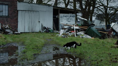 Cat-walking-round-puddle-next-to-pile-of-trash-on-abandoned-property,-handheld