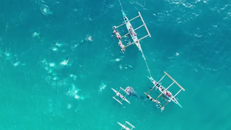 Operador-Turístico-De-Snorkel-Alimentando-Tiburones-Ballena-Para-Turistas-En-Oslob,-Aéreo