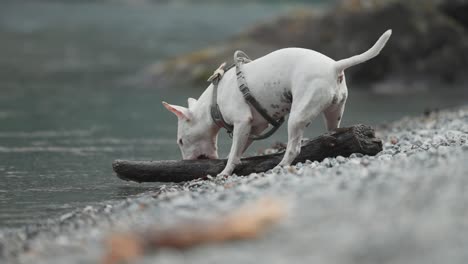 Ein-Junger-Weißer-Terrier-Spielt-Energisch-Mit-Einem-Großen-Stück-Holz-Am-Kiesstrand