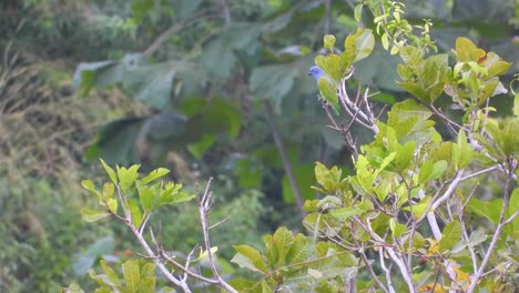 Green-bird-with-a-blue-head-stands-on-top-of-a-twig-in-the-wild-forest-Colombia