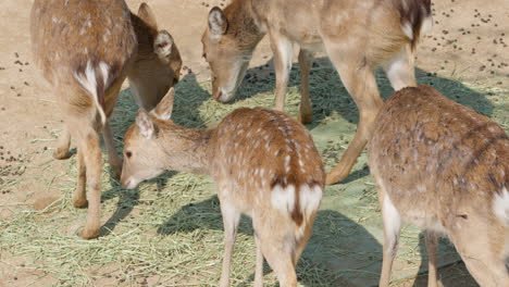 Sika-Deer-fawn,-adults-eating-hay-off-dirt,-cement-pad,-backside-view