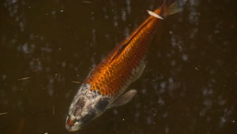 Colorful-Koi-Fish-Swimming-in-Clear-Water,-Overhead-Closeup