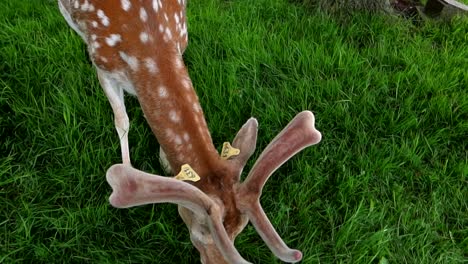 Wild-deer-slowly-approaching-people-to-grab-a-carrot-and-eating-it-in-Phoenix-Park,-Dublin