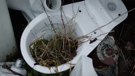 Abandoned-white-toilet-with-plants-growing-though-it