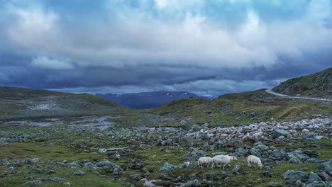 Dark-stormy-clouds-are-swirling-above-the-desolate-landscape-of-the-Aurlandsfjellet-mountain-plateau-in-Norway,-where-sheep-graze