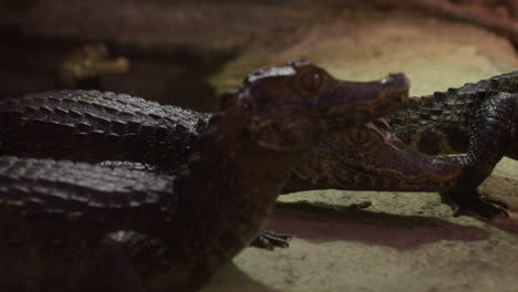 Caiman-crocodiles-turn-around-and-run-towards-shore---rack-focus