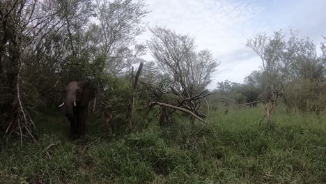 Wide-view-of-an-elephant-standing-still-in-dense-bush,-copy-space,-Kruger-National-Park,-South-Africa
